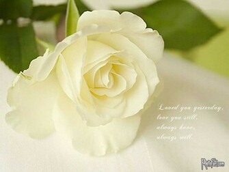 Wallpaper Collection Rose