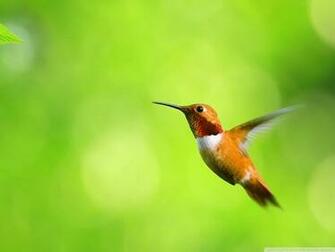 Bird Humming Very Beautiful Wallpaper Of