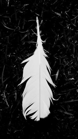 Wallpaper Feather Bw Grass White Lightness