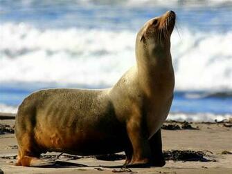 Beautiful Wallpaper For Desktop California Sea Lion HD