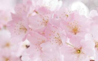 Beautiful Sakura Flower Wallpaper Desktop H748881