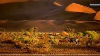 Oryx Namibia Africa Wallpaper