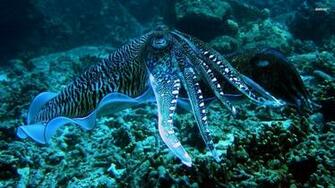 Octopus Wallpaper