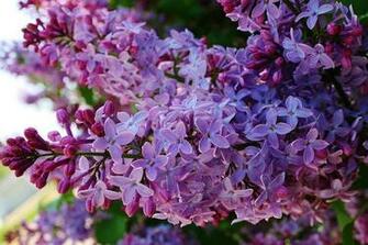 Lilacs In Bloom HD Walls Find Wallpaper