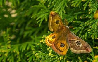 Wallpaper Macro Branches Butterfly Emperor Moth Red Image For