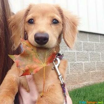 Happy First Day Of Fall Wallpaper CuteImage Net