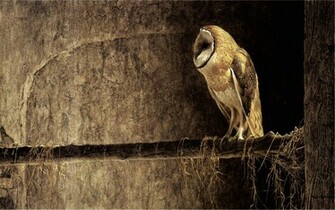Owl Desktop Wallpaper