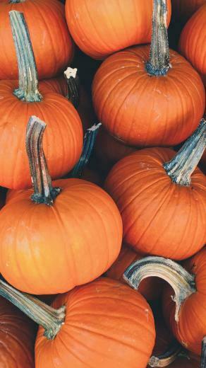 Pumkin Wallpaper Image In Collection
