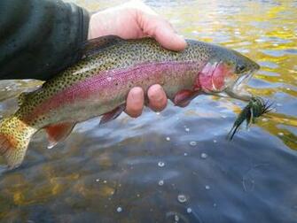 Rainbow Trout Pattern Wallpaper