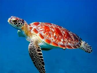 Top Sea Animals Wallpaper In HD