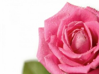 Fond D Ecran Rose Wallpaper
