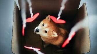 Dog Wallpaper Shiba Inu Breeds