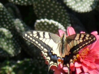 Papillon Wallpaper