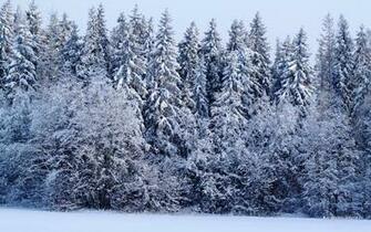 Wallpaper Winter Forest Background