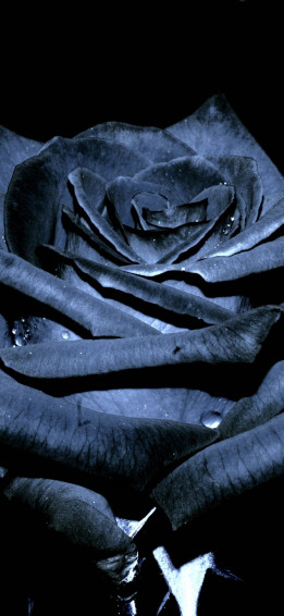 Black Rose iPhone Wallpaper
