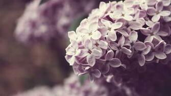 Lilac Wallpaper