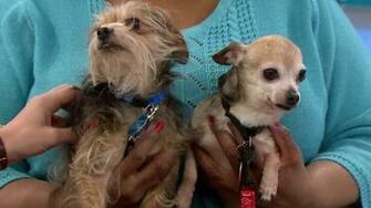 Pets Of The Week Chorkie And Kooper