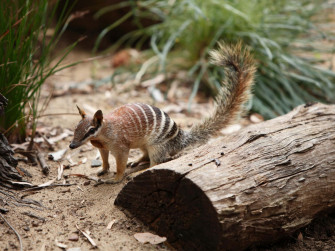 Numbat Wallpaper