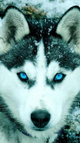 Siberian Husky iPhone Wallpaper Cute Dog