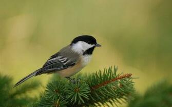 Food Wallpaper Single Small Bird Couple