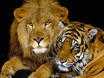 Animals Love Photos Wallpaper