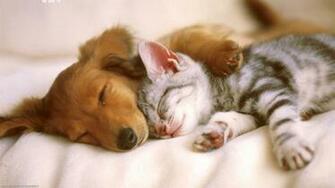 Animals Tend To Offer Unlimited Affection And Companionship Lift