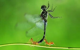 Dragon Fly Wallpaper