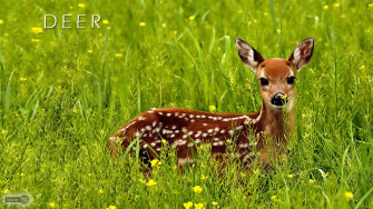 Best Deer Wallpaper And