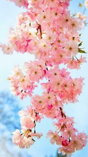 Cute Spring Cell Phones Wallpaper Phone HD