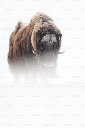 Wild Animal Pictures HD Image