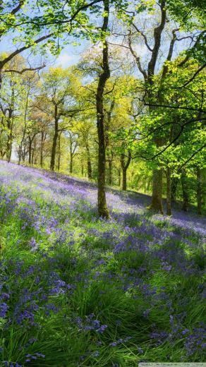 Woodland Spring Flowers Phone Wallpaper By Alexisc23