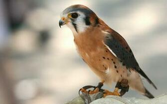 Birds Wildlife Wallpaper Wallpoper