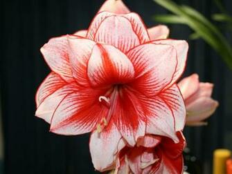Flower Wallpaper Red And White Flowers