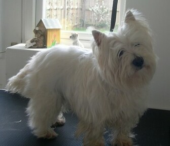 Westie Dogs Wallpaper Background Desktop