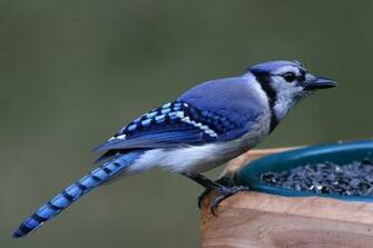 Birds Wildlife Blue Jay Animals HD Desktop Wallpaper