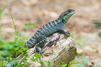 Gippsland Water Dragon Computer Wallpaper Desktop