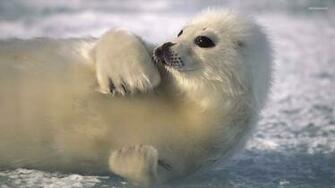 Seal Wallpaper