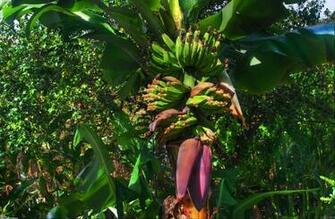 Banana Tree Wallpaper Open Walls
