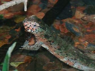 Chinese Crocodile Lizard Wallpaper Background