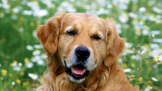 Golden Retriever Wallpaper 1080p Jpg
