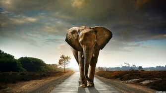 Elephant Wallpaper