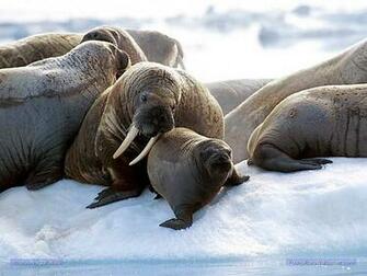 Walrus Wallpaper