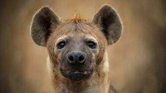 Hyena Wallpaper