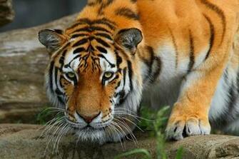 Royal Bengal Tiger Wallpaper HD Desktopinhq