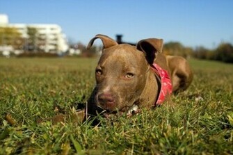 Here Are The Red Nose Pitbull HD Desktop Wallpaper High Resolution
