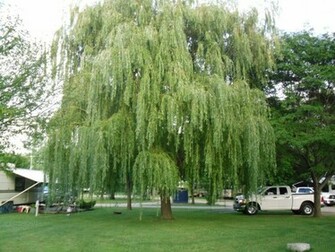 Weeping Willow Wallpaper