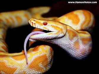 Android Phones Wallpaper Dangerous Snake