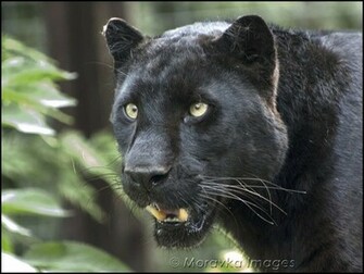 Black Leopard Wallpaper
