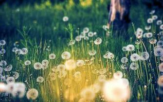 Dandelion Background Net