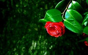 Wallpaper Original Flowers